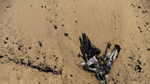 <b>无极4平台app澳洲海滩现死亡鸟类 与野火灰烬长眠</b>