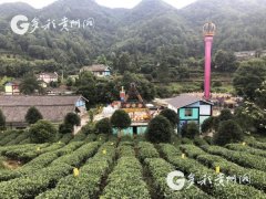 <b>遵义湄潭金花村：“金叶子”托起的“七彩</b>