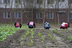 <b>无极荣耀4总代四川大学设“干农活”课程 学生：</b>