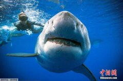 <b>南非海湾大白鲨消失无极4平台地址 “凶手”是虎</b>