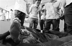 <b>无极4总代理南京红山动物园救助两只海龟 驱车</b>