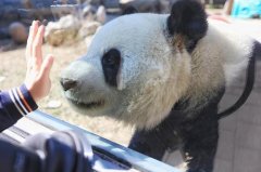 <b>无极4总代理大熊猫打滚毛被磨秃 动物园：3岁活</b>