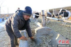 <b>新疆兵团养殖户壮大“牛产业”无极4平台代理</b>