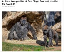 外媒：美国一动物园至无极4平台报导少2头大猩猩