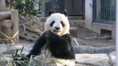 <b>日本上野动无极荣耀网址物园大熊猫真真与力力</b>