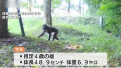 <b>日本山口县野猴袭击人类已致49伤 当局开始捕杀</b>
